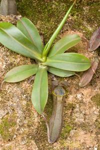 Nepenthes gracillima