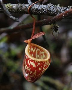 utils/thumbs/Nepenthaceae/Nepenthes_6hpFooFyUeA74WJtVqCXhN.jpg