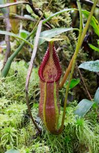 Nepenthes singalana