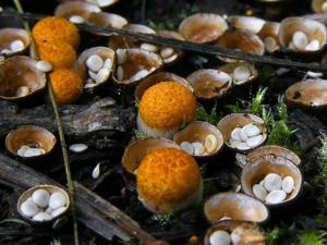 utils/thumbs/Nidulariaceae/Crucibulum_aDZctcdf3UPkQd2T7DtGM2.jpg
