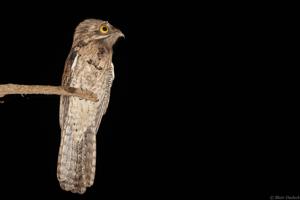 utils/thumbs/Nyctibiidae/Nyctibius_HoRTQpLUTJmjbm985Z7TZA.jpg