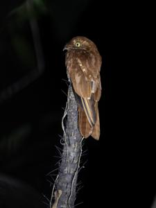 utils/thumbs/Nyctibiidae/Phyllaemulor_FGY38jafYD3ksncmRrh3p6.jpg