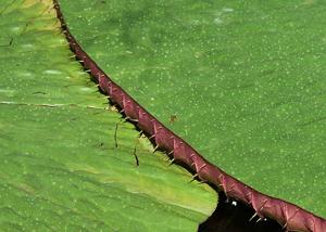 Euryale ferox