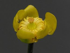 Nuphar pumila