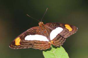 Adelpha iphiclus iphiclus