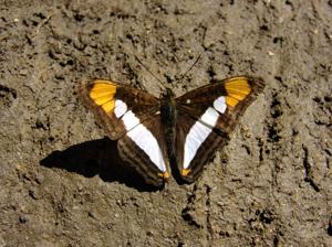 Adelpha syma