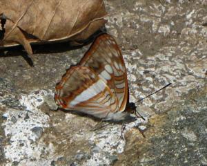 utils/thumbs/Nymphalidae/Adelpha_jCDuyxgxbpUAMeLKpUoyrT.jpg