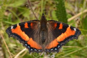 utils/thumbs/Nymphalidae/Aglais_emXQLo6SudBK6H6MEQQRzV.jpg