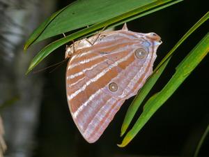 utils/thumbs/Nymphalidae/Amathusia_nrWf2M7D9eMh27jbtTnRQ5.jpg