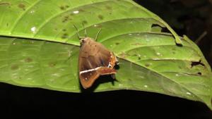 Antirrhea philoctetes tomasia