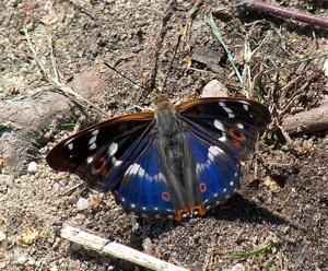 Apatura ilia ilia
