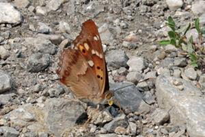 utils/thumbs/Nymphalidae/Apatura_PGqZUNdNgU8GSzPUVbbj5W.jpg