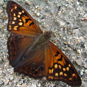 utils/thumbs/Nymphalidae/Asterocampa_BGMWYFz2am9nuf6yoP3CNz.jpg