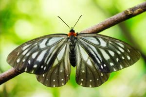 Calinaga buddha formosana