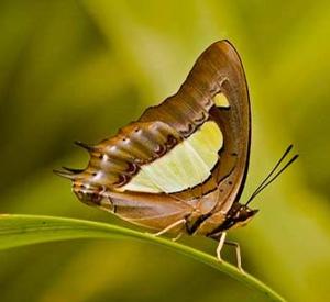 Charaxes bharata