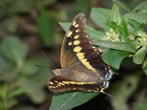 Charaxes solon