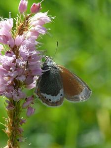 Coenonympha gardetta subsp. gardetta