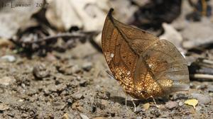 Coenophlebia archidona