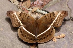 Cymothoe egesta egesta