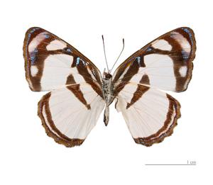 utils/thumbs/Nymphalidae/Dynamine_HieYLcHTKfdTKYyZyXEWvo.jpg