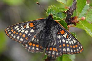 utils/thumbs/Nymphalidae/Euphydryas_LSfeWtG984fpMNEWs3ZZaY.jpg