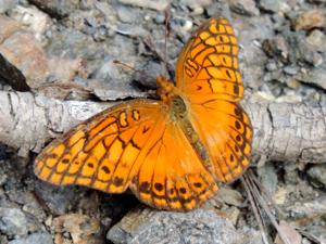 Euptoieta hegesia