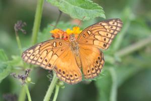 Euptoieta hegesia
