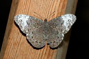 Hamadryas glauconome glauconome