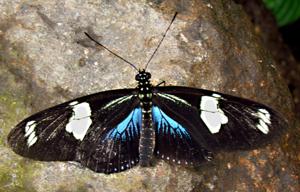 Heliconius doris
