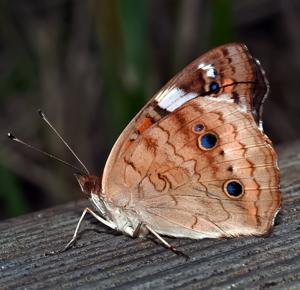 Junonia coenia