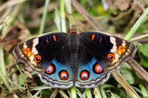 Junonia orithya