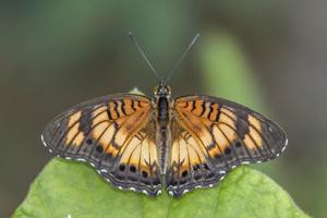 utils/thumbs/Nymphalidae/Junonia_jEKs9W9LkbcFXqv6VKPZoi.jpg