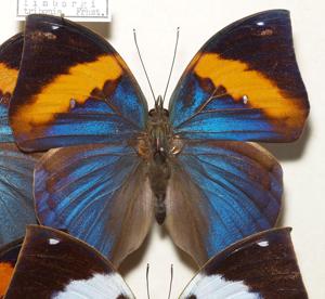 Kallima limborgii tribonia