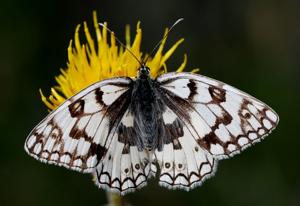 Melanargia russiae