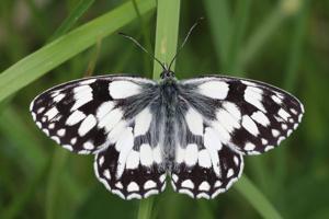 utils/thumbs/Nymphalidae/Melanargia_ZAFALXqpvphU3o9zFYTPAJ.jpg