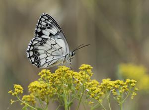utils/thumbs/Nymphalidae/Melanargia_gAedmbVwUTRbJSMSCwvoWK.jpg