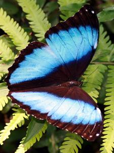 Morpho deidamia
