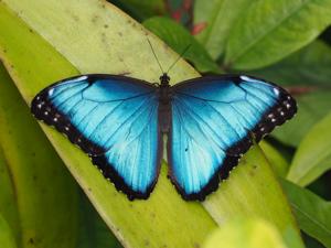 utils/thumbs/Nymphalidae/Morpho_Dh7frBaYot9PVTiAwwWffw.jpg