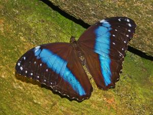 Morpho achilles