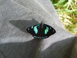utils/thumbs/Nymphalidae/Perisama_63DjdM2aMi7fc5Qi4Vvxpm.jpg