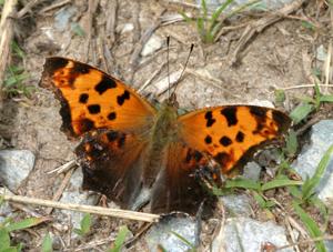 Polygonia comma