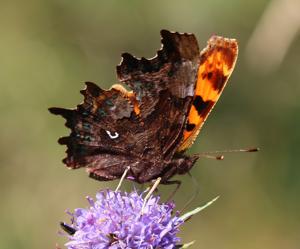 Polygonia c-album