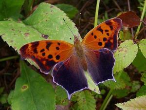 Polygonia interrogationis