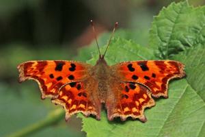 Polygonia c-album