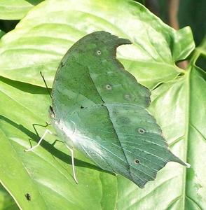 Protogoniomorpha parhassus aethiops