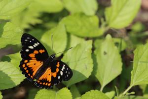 Sephisa chandra androdamas