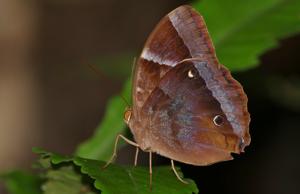 Thaumantis klugius lucipor