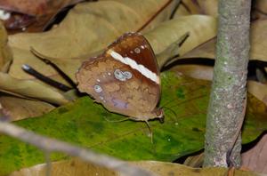 Xanthotaenia busiris