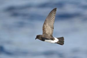 utils/thumbs/Oceanitidae/Fregetta_9NLqwhVnKrBGt3wS3Cf8qU.jpg
