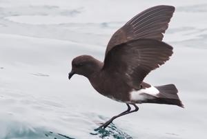 utils/thumbs/Oceanitidae/Oceanites_YPRMX8vFZnu25uUUPwrEyi.jpg